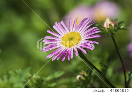 秋の花 花 花畑の写真素材