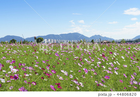 秋 秋の花 京畿道 44806820