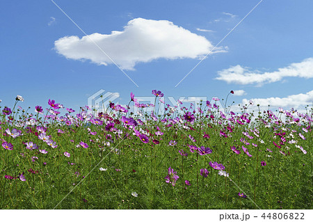 秋 秋の花 京畿道 44806822