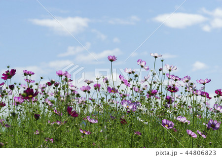 秋 秋の花 京畿道 44806823