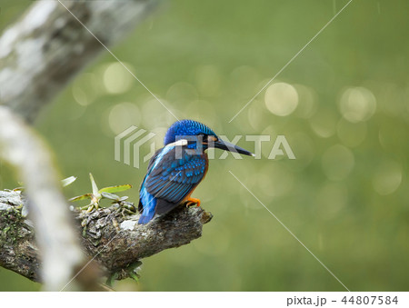 Blue-eared Kingfisher (Alcedo meninting)  44807584