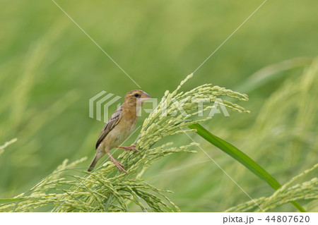 Asian Golden Weaver (female) on the rice field 44807620