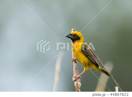 Asian Golden Weaver (male) on the branch in park 44807622