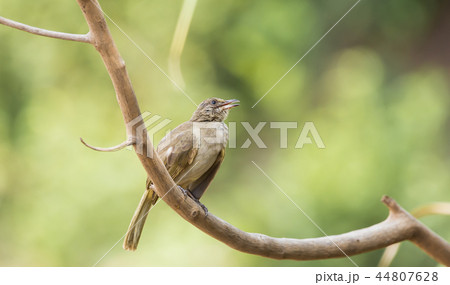 Pycnonotus blanfordi on branch  44807628