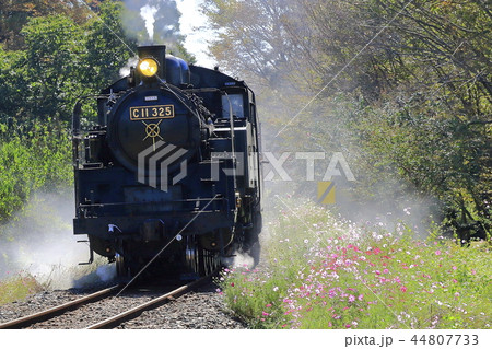 真岡鉄道SLと秋桜 44807733