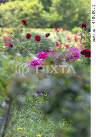 芝公園のバラ 44808021