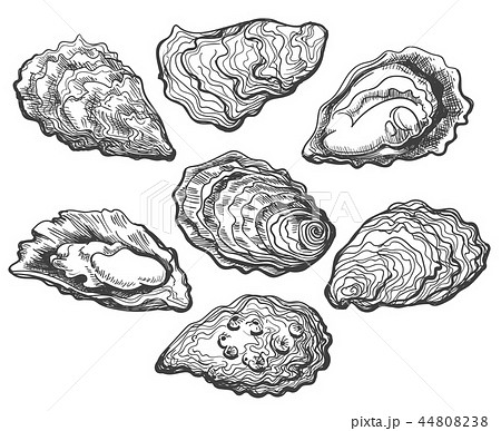 Oyster shell set 44808238