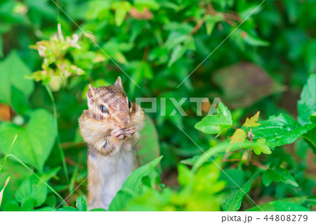 りす物語 44808279