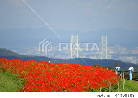 あわじ花さじき 44808388