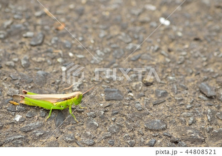 ハネナガイナゴ ハネナガイナゴ 44808521