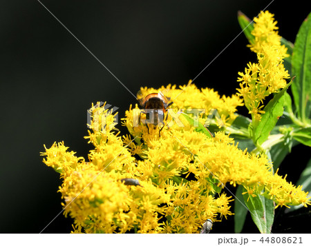 オオハナアブ オオハナアブ 44808621