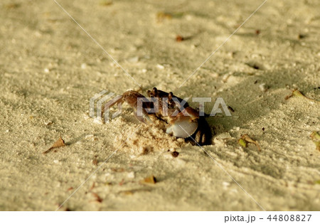 Crawling Sandy Crab Crawling Sandy Crab 44808827
