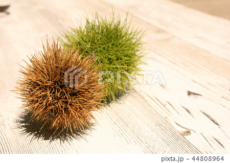 夜 いがぐり 可視 44808964