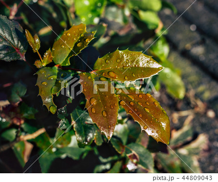 Green leaves with raindrops on natural background. Green leaves with raindrops on natural background. 44809043