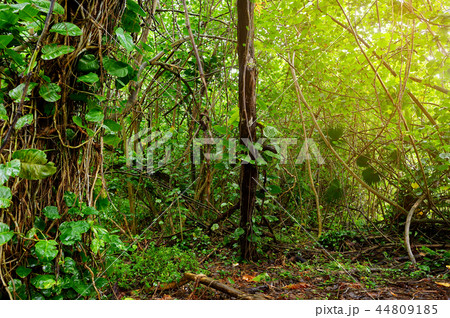 View of famous Kalalau trail along Na Pali coast View of famous Kalalau trail along Na Pali coast 44809185