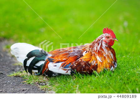 Beautiful wild rooster on Kauai island 44809189