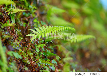 Fern plant on the famous Kalalau trail  44809202