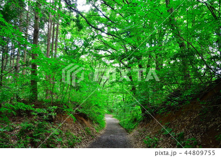 護摩堂山山道（新潟県） 44809755