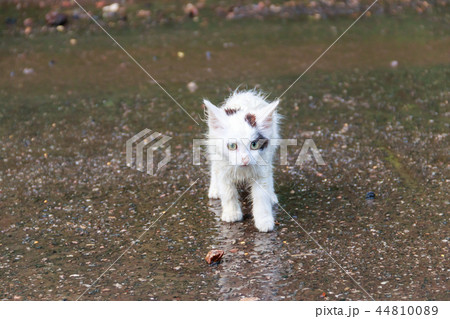 Wet homeless sad kitten on a street  44810089