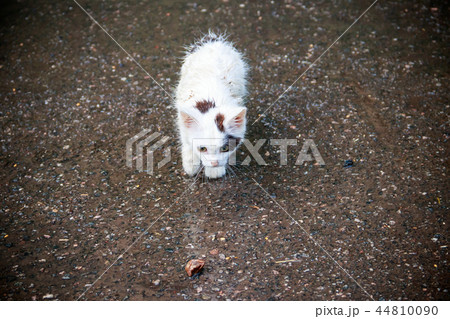Wet homeless sad kitten on a street Wet homeless sad kitten on a street 44810090