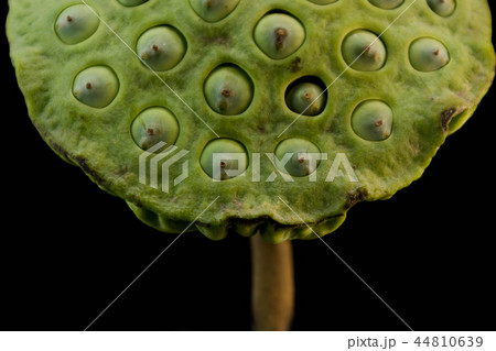 Lotus seeds on black ground Lotus seed is green. A Lotus seeds on black ground Lotus seed is green. A 44810639