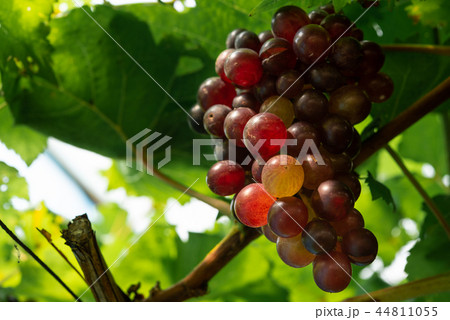 Ripe red grapes at vineyard 44811055