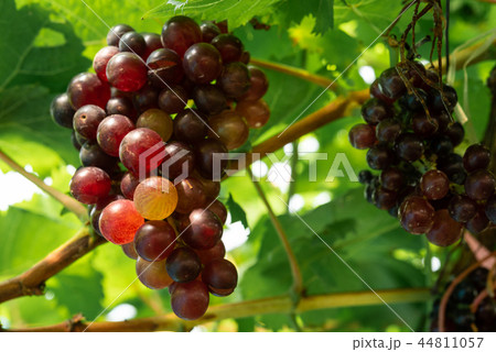Ripe red grapes at vineyard 44811057