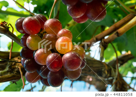 Ripe red grapes at vineyard Ripe red grapes at vineyard 44811058