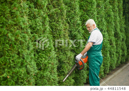 Male gardener cutting bushes of white cedar. 44811548