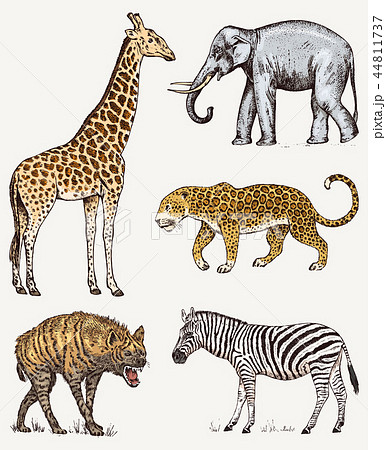 Set Of African Animals Elephant Giraffe のイラスト素材