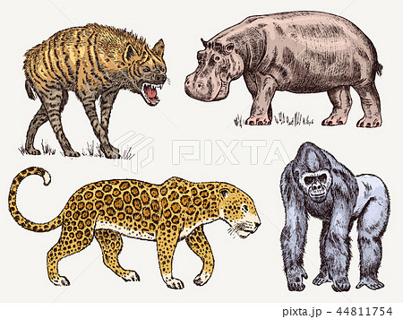 Set Of African Animals Hippopotamus Leopard のイラスト素材 44811754 Pixta