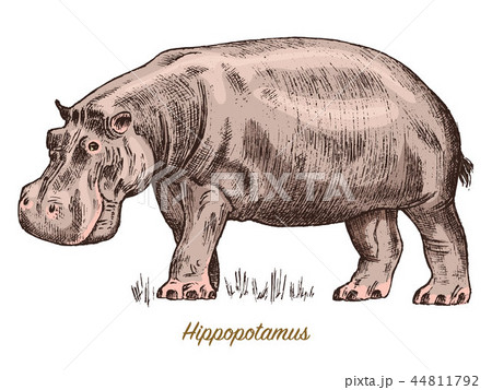 African hippopotamus Wild animal on white... - Stock Illustration  [44811792] - PIXTA
