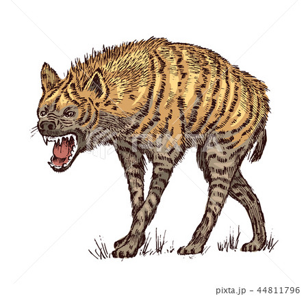 African Spotted Hyena Wild Animal Engraved のイラスト素材