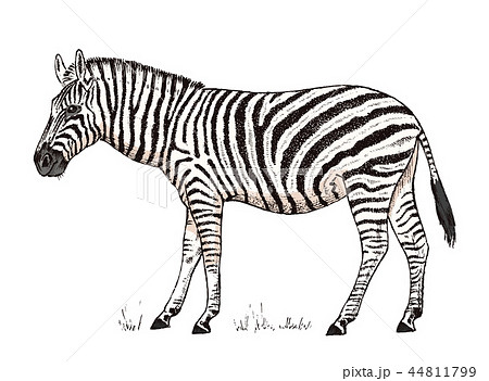 African Zebra Wild Animal On White Background のイラスト素材