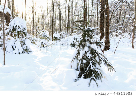 Winter forest, daytime, landscape, snow Winter forest, daytime, landscape, snow 44811902