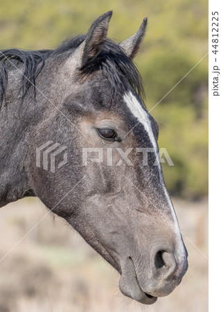 Wild Horse Portrait 44812225