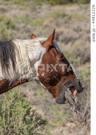 Wild Horse Portrait 44812226
