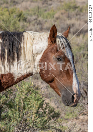 Wild Horse Portrait 44812227