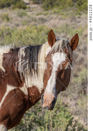 Wild Horse Portrait 44812228