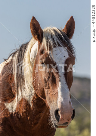 Wild Horse Portrait 44812229