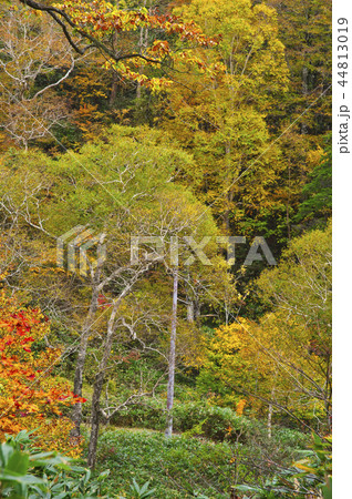 尾瀬 鳩待峠 山ノ鼻間 尾瀬 鳩待峠 山ノ鼻間 44813019
