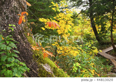 尾瀬 鳩待峠 山ノ鼻間 尾瀬 鳩待峠 山ノ鼻間 44813020