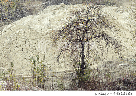 Apple tree with ripe fruits on it  under the snow  44813238