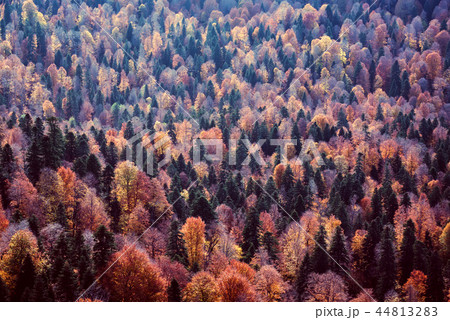 Scenic landscape with bright mountain forest in autumn 44813283