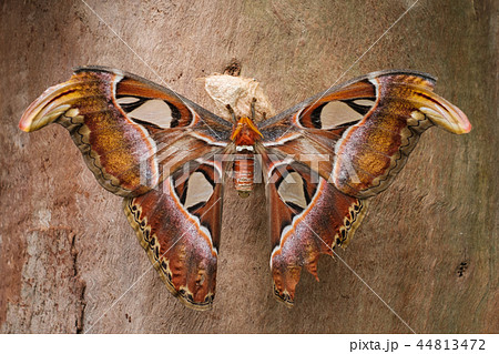 Atlas Butterfly - Attacus, the biggest butterfly - Atlas Butterfly - Attacus, the biggest butterfly - 44813472