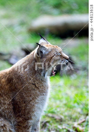 Lynx yawning 44813618