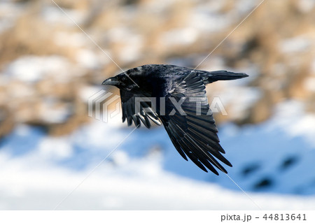 Icelandic raven 44813641
