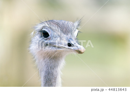 Greater Rhea 44813643