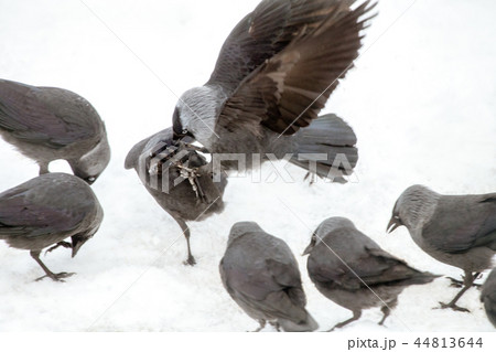 Bird aggression 44813644
