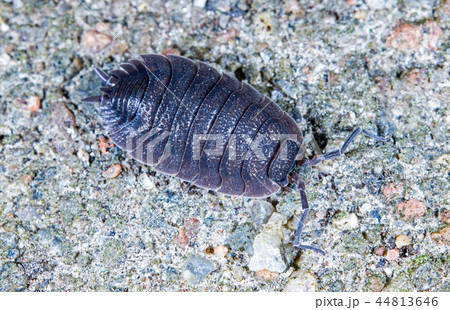 Woodlouse Woodlouse 44813646